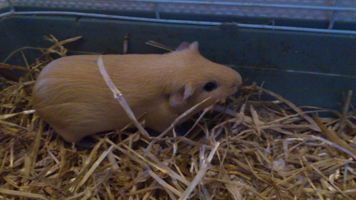 Marsvin Snoppy [Delle dyret] billede 10
