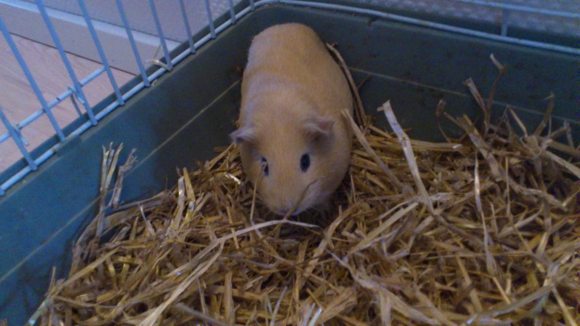 Marsvin Snoppy [Delle dyret] billede 11