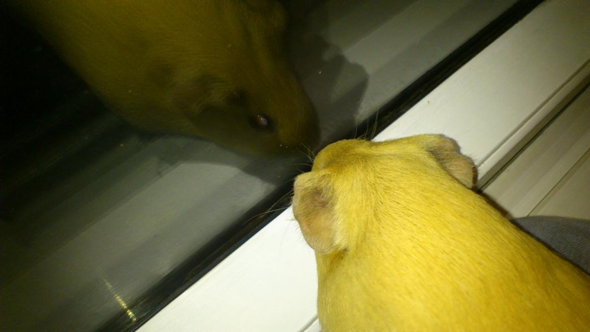 Marsvin Snoppy [Delle dyret] - Hvad er der der ude?

Med blits billede 13