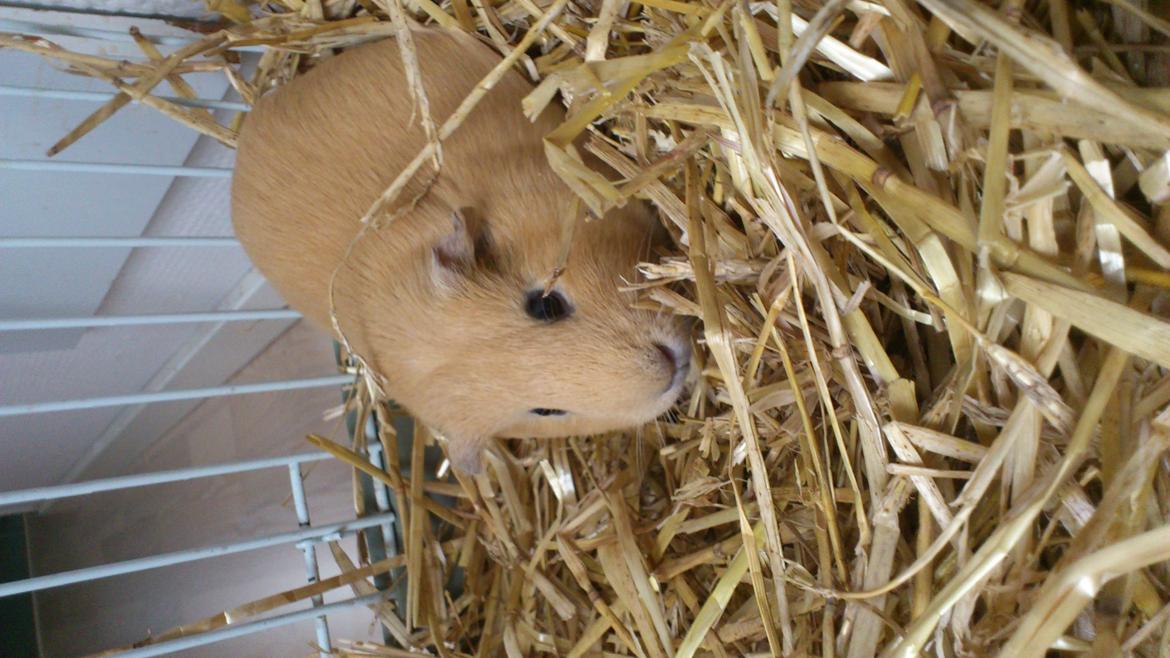 Marsvin Snoppy [Delle dyret] billede 14