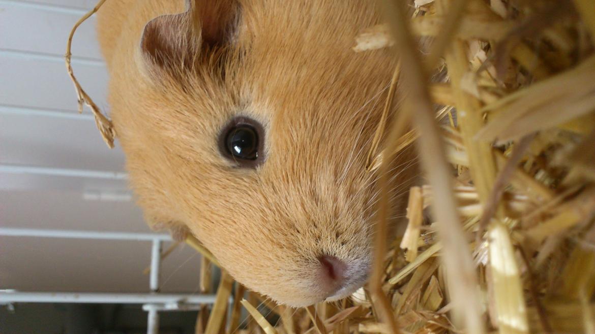 Marsvin Snoppy [Delle dyret] billede 15