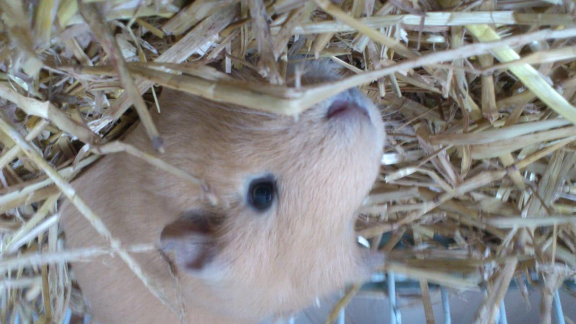 Marsvin Snoppy [Delle dyret] - UNDSKYLD DET VENDER FORKERT!!!! billede 16