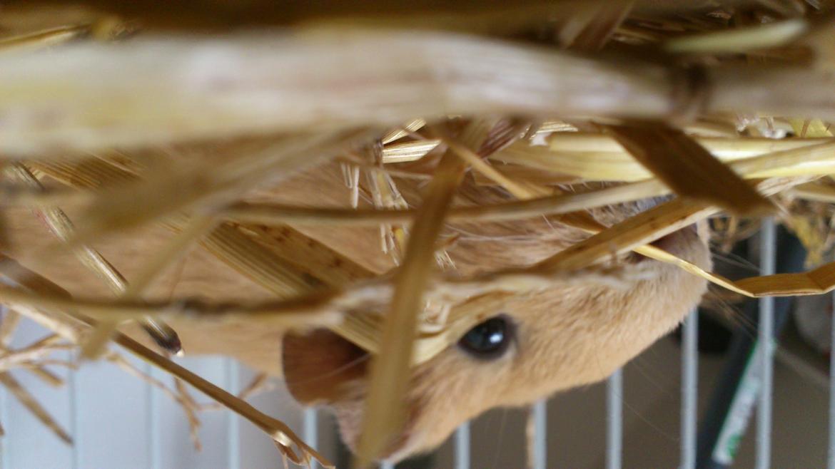 Marsvin Snoppy [Delle dyret] - UNDSKYLD DET VENDER FORKERT!!!! billede 17