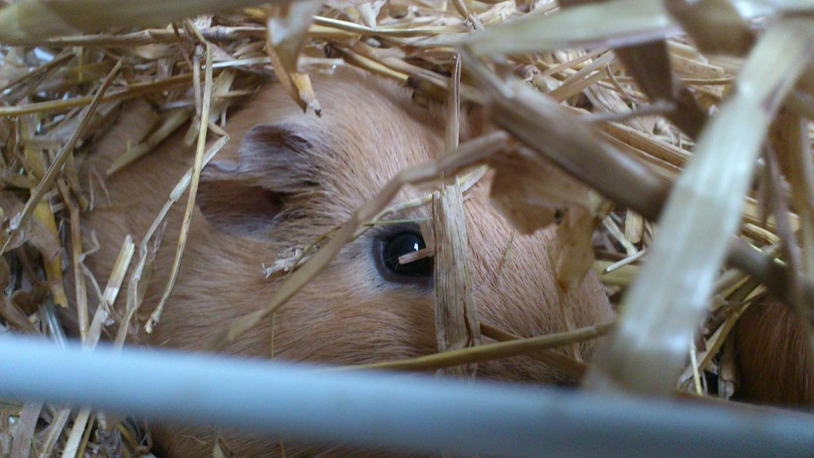 Marsvin Snoppy [Delle dyret] billede 18