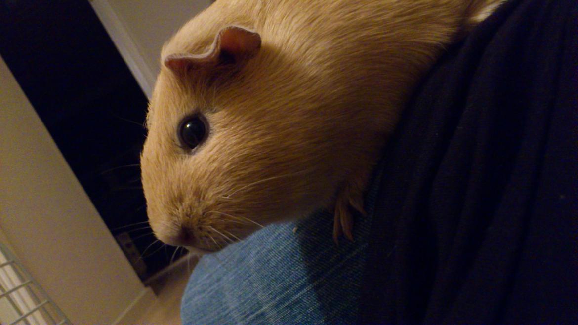 Marsvin Snoppy [Delle dyret] billede 19