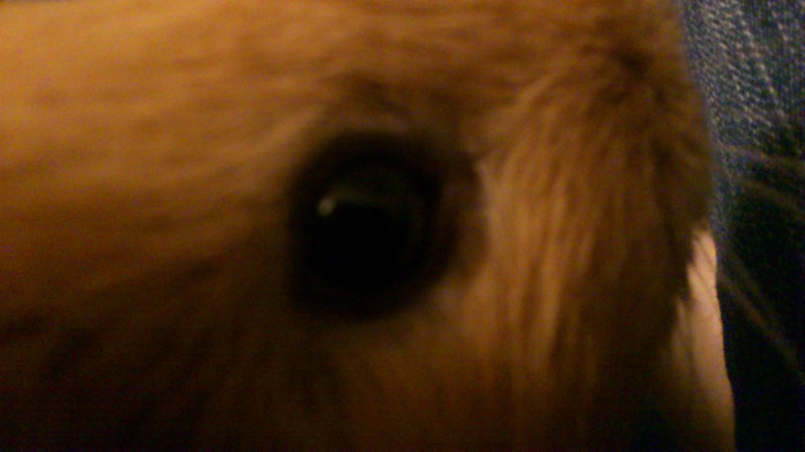 Marsvin Snoppy [Delle dyret] billede 20