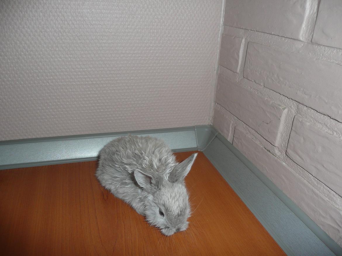 Kanin Pjuske - Pjuske 4 uger <3 billede 1