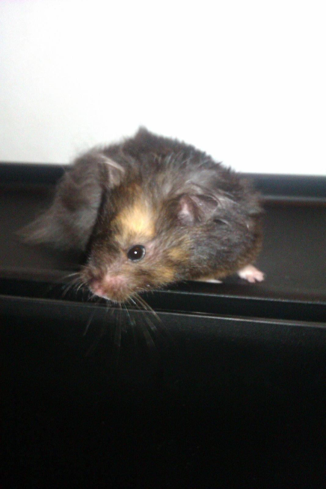 Hamster Bella Hamster Gonzardes billede 1