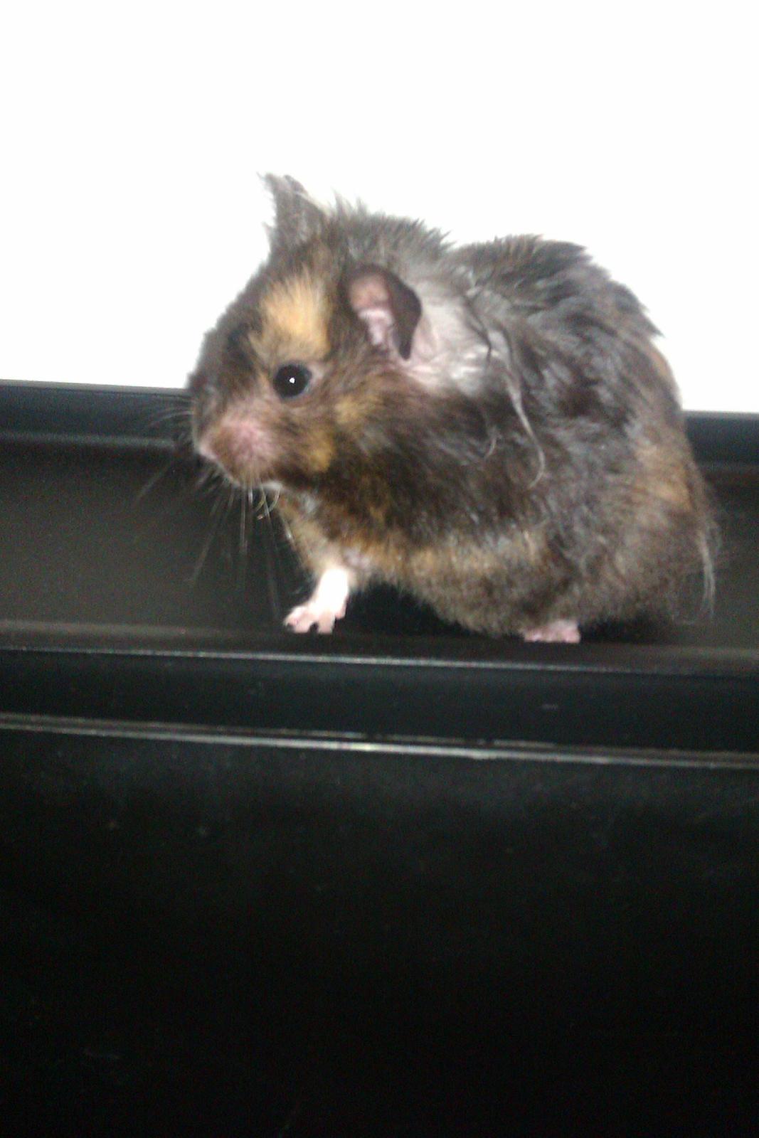 Hamster Bella Hamster Gonzardes billede 2