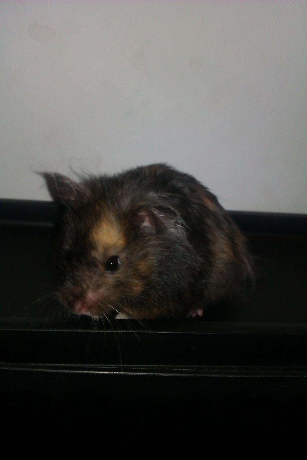 Hamster Bella Hamster Gonzardes billede 3