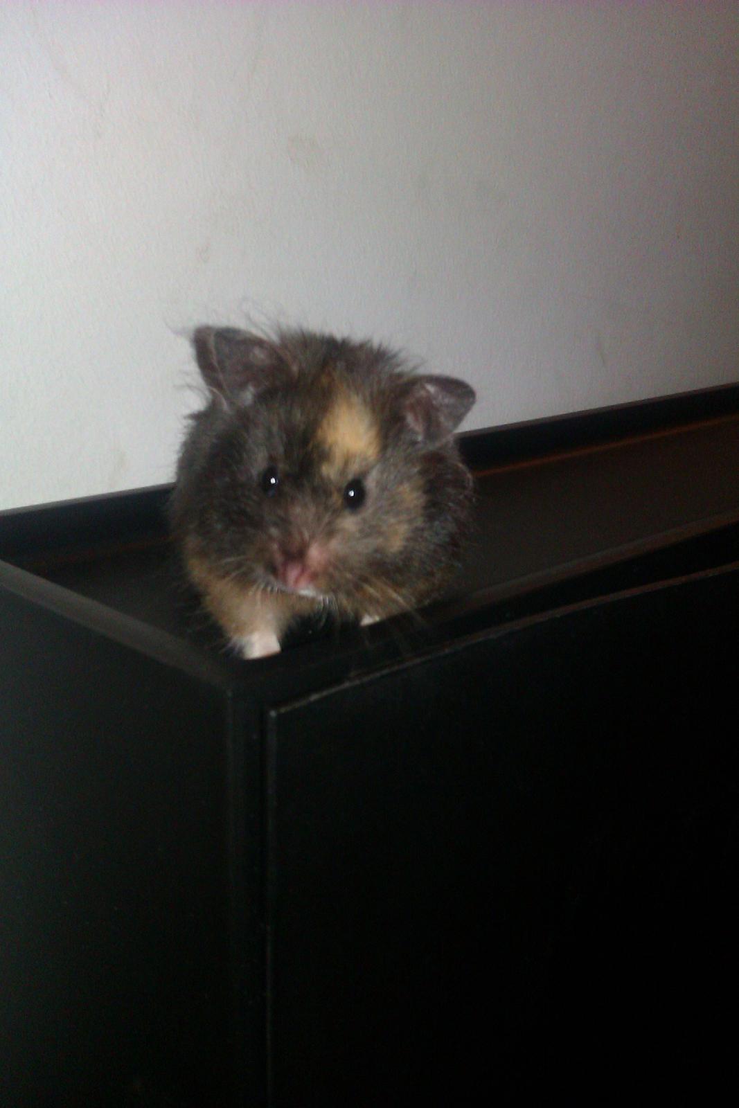 Hamster Bella Hamster Gonzardes billede 5