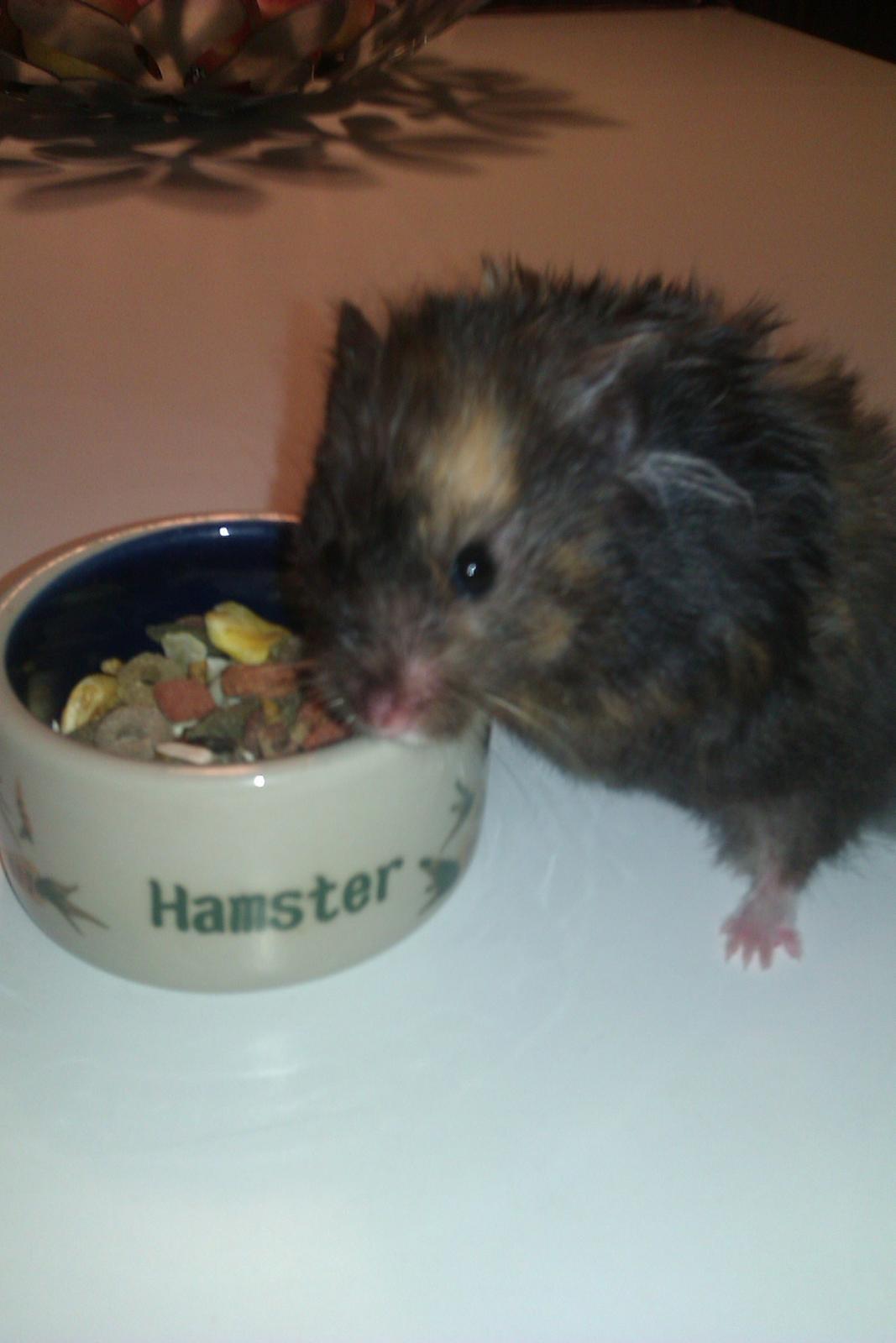 Hamster Bella Hamster Gonzardes billede 4