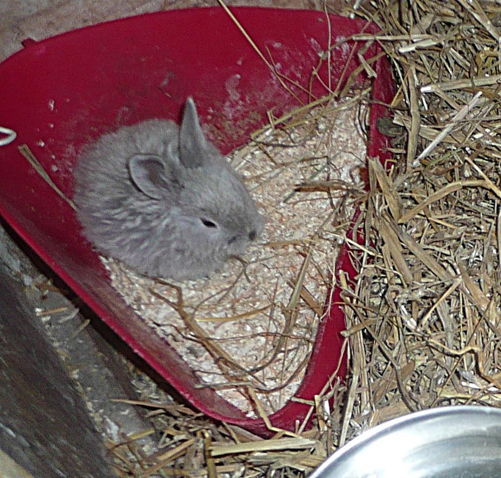 Kanin Pjuske - Pjuske på potte <3 billede 2