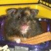 Hamster Bella Hamster Gonzardes billede 7