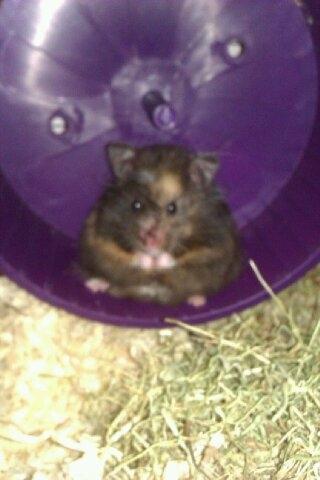 Hamster Bella Hamster Gonzardes billede 8