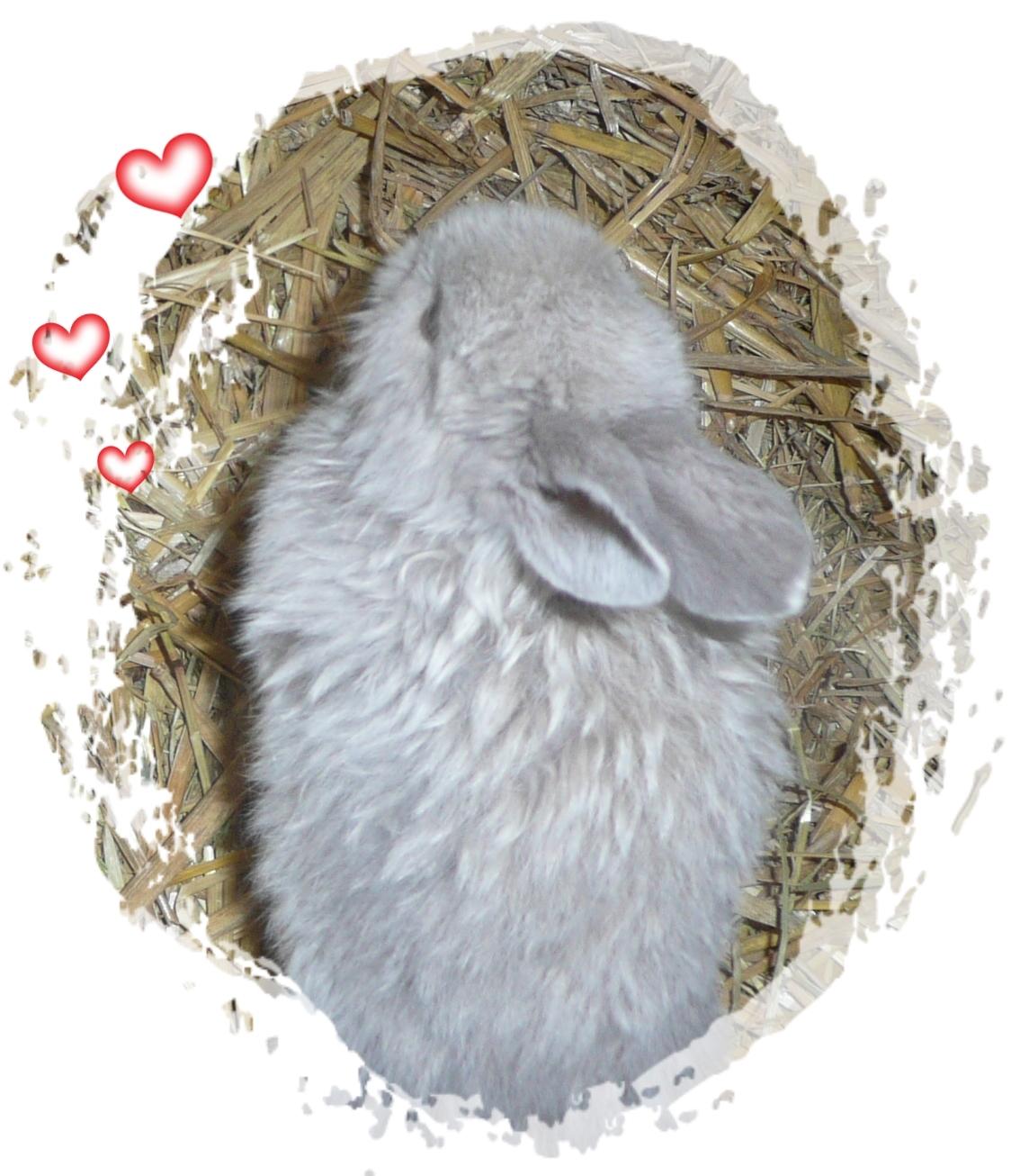 Kanin Pjuske - Fordi du er sød <3 billede 3