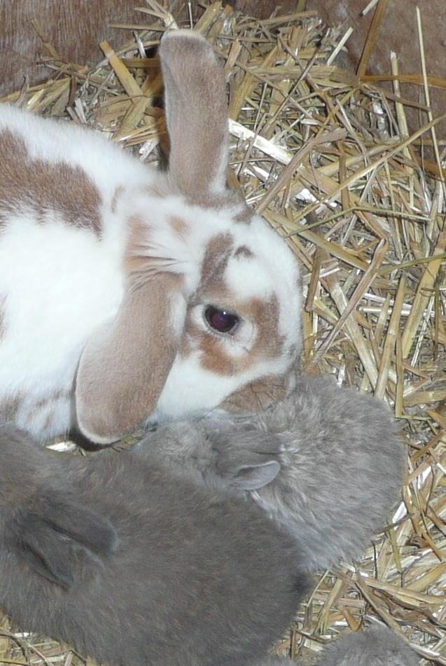 Kanin Pjuske - Pjuske bliver slikket af plejemor Mimmer <3 billede 4