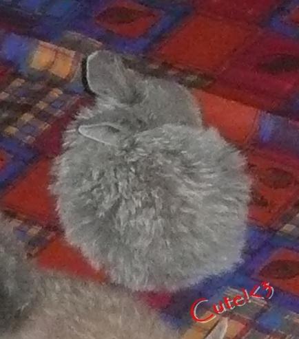Kanin Pjuske - CUTE!<3 billede 5