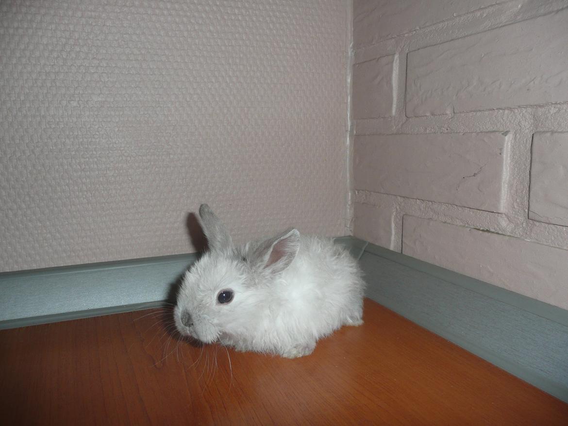 Kanin Snefnug •Himmelgnaver• - Snefnug 4 uger <3 billede 3