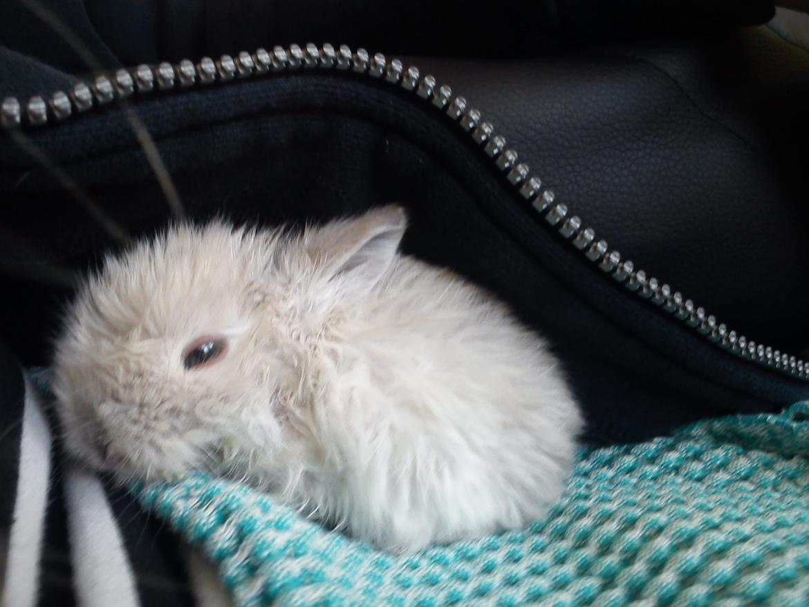 Kanin Snefnug •Himmelgnaver• - Snefnug hygger <3 billede 4