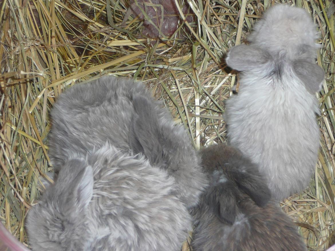 Kanin Snefnug •Himmelgnaver• - Snefnug og nogle af dens søskende <3 billede 5