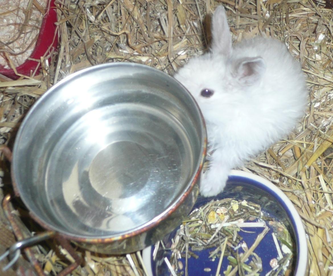 Kanin Snefnug •Himmelgnaver• - Undersøgelse af drikke skål <3 billede 6