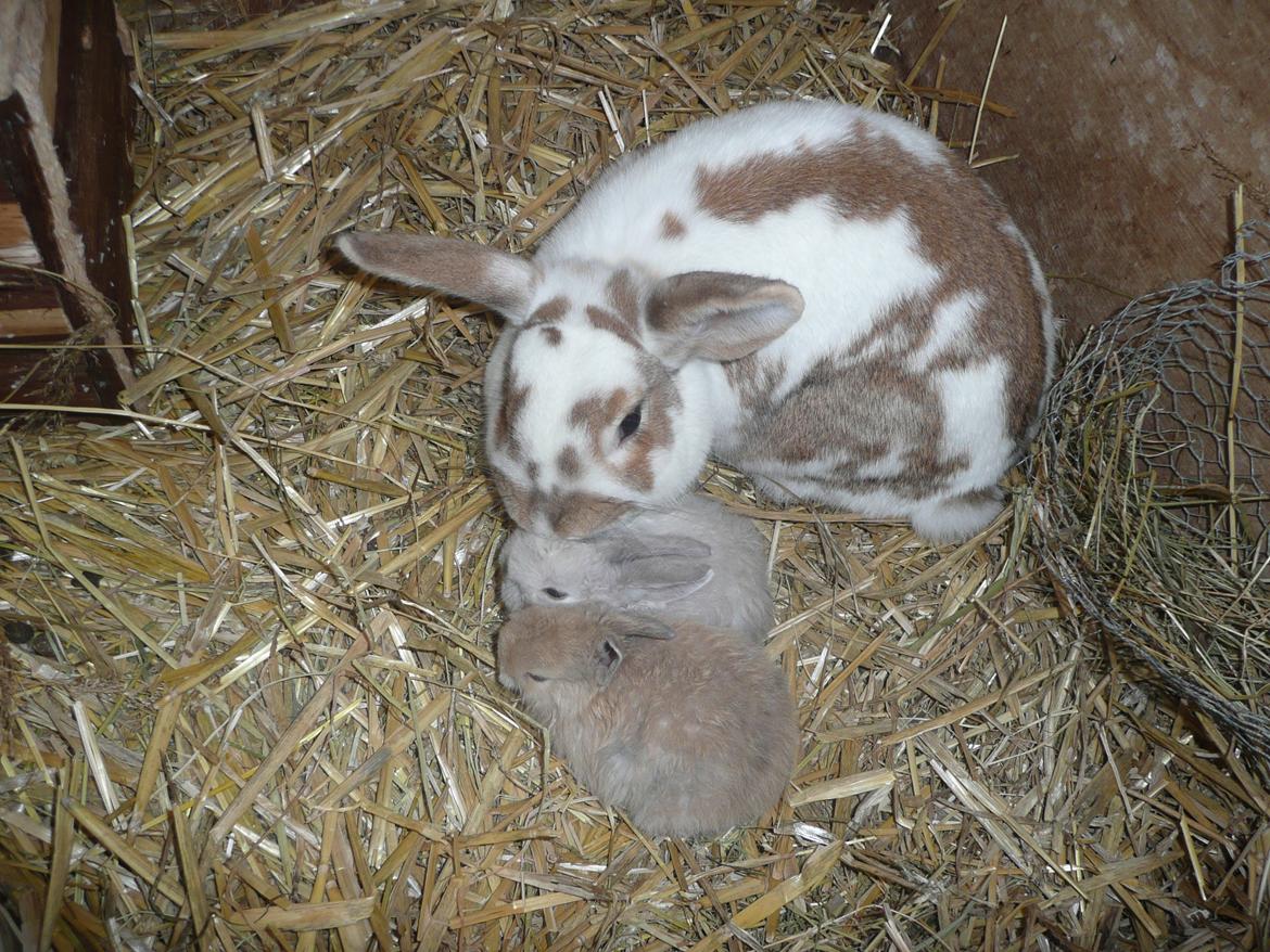 Kanin Snefnug •Himmelgnaver• - Snefnug bliver vasket <3 billede 7