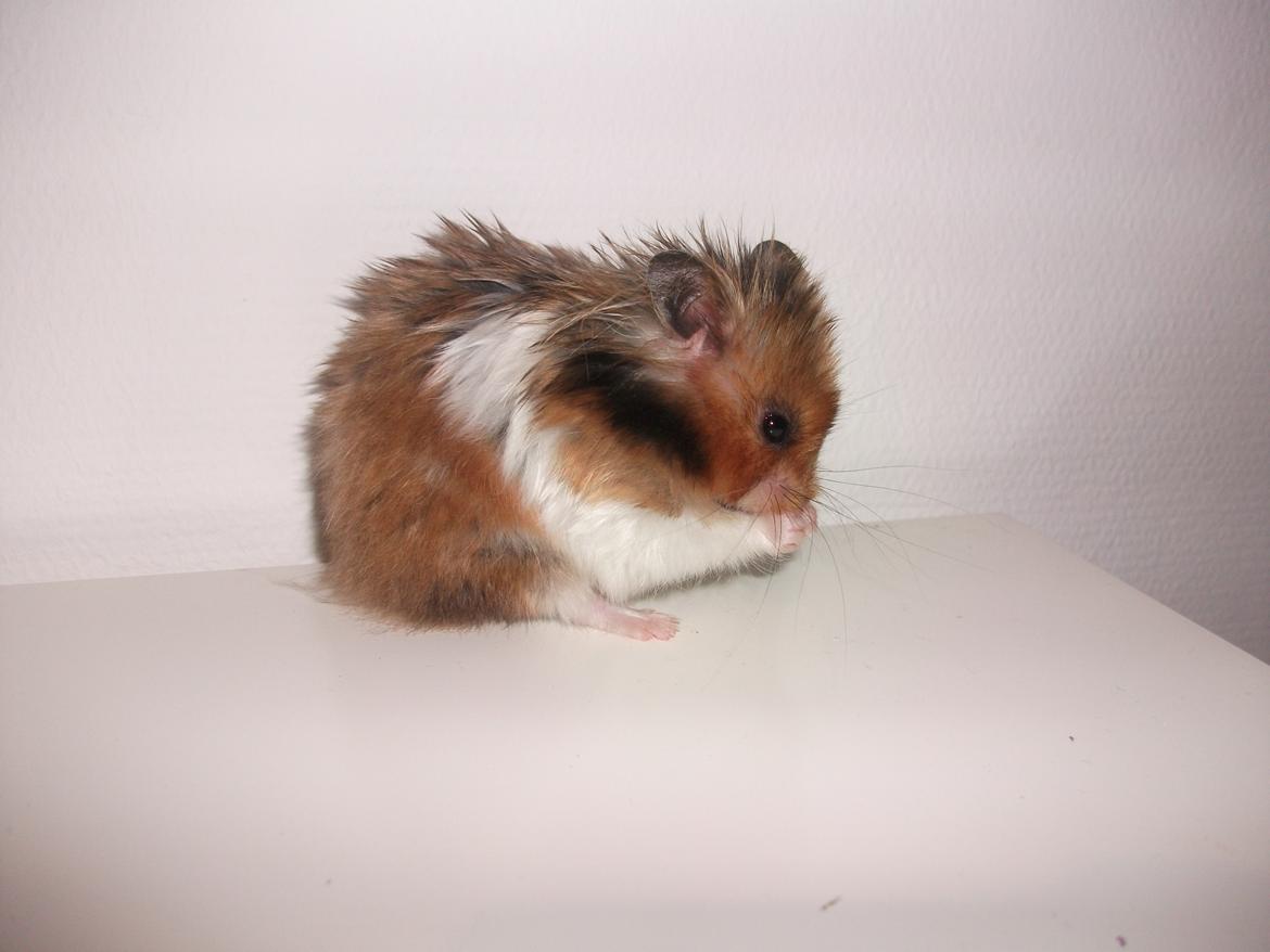 Hamster Kiwi - vasker sig billede 6