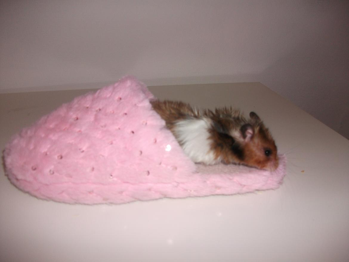 Hamster Kiwi - inde i min lyserøde susko billede 7