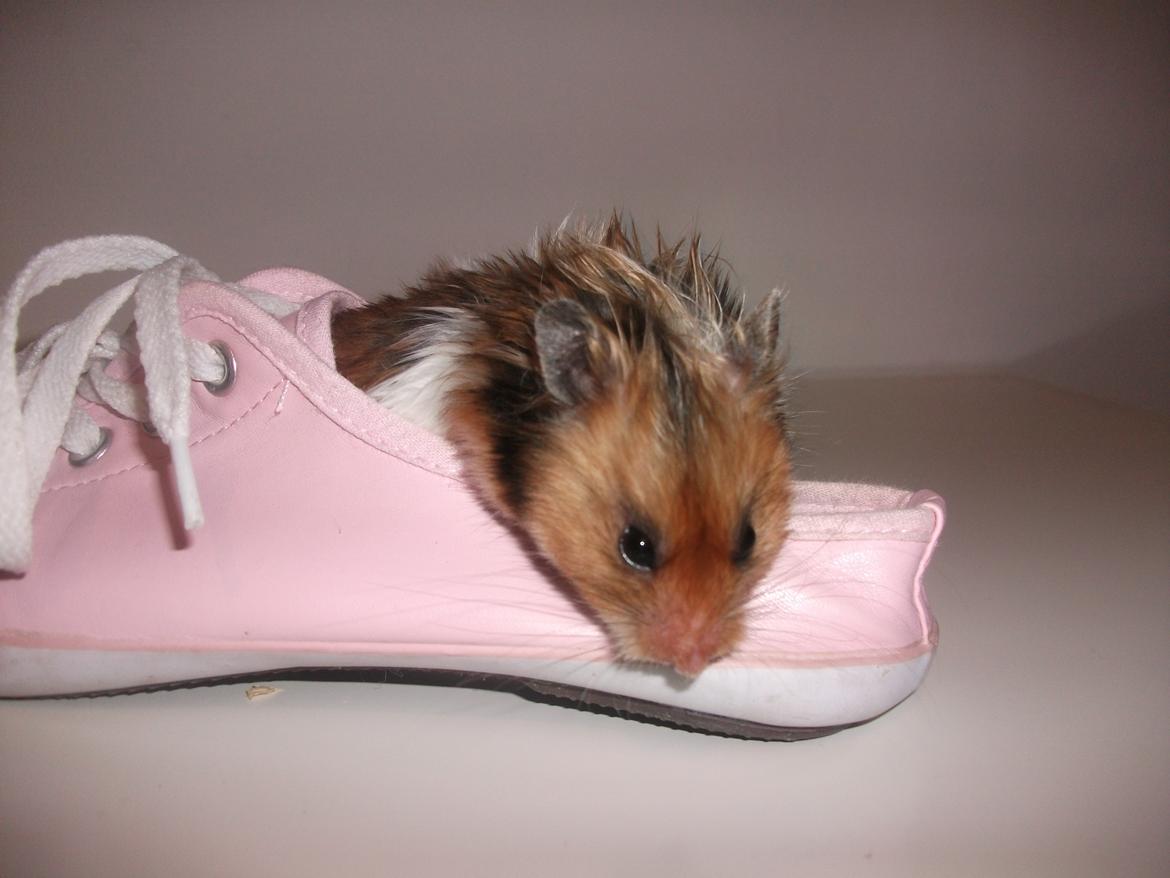 Hamster Kiwi - kiwi gemmer sig i min sko billede 9
