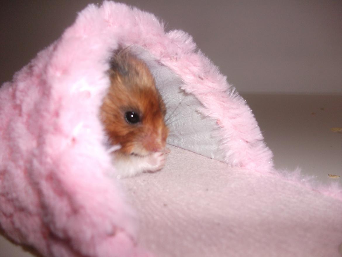 Hamster Kiwi - velkommen til kiwi's profil billede 1