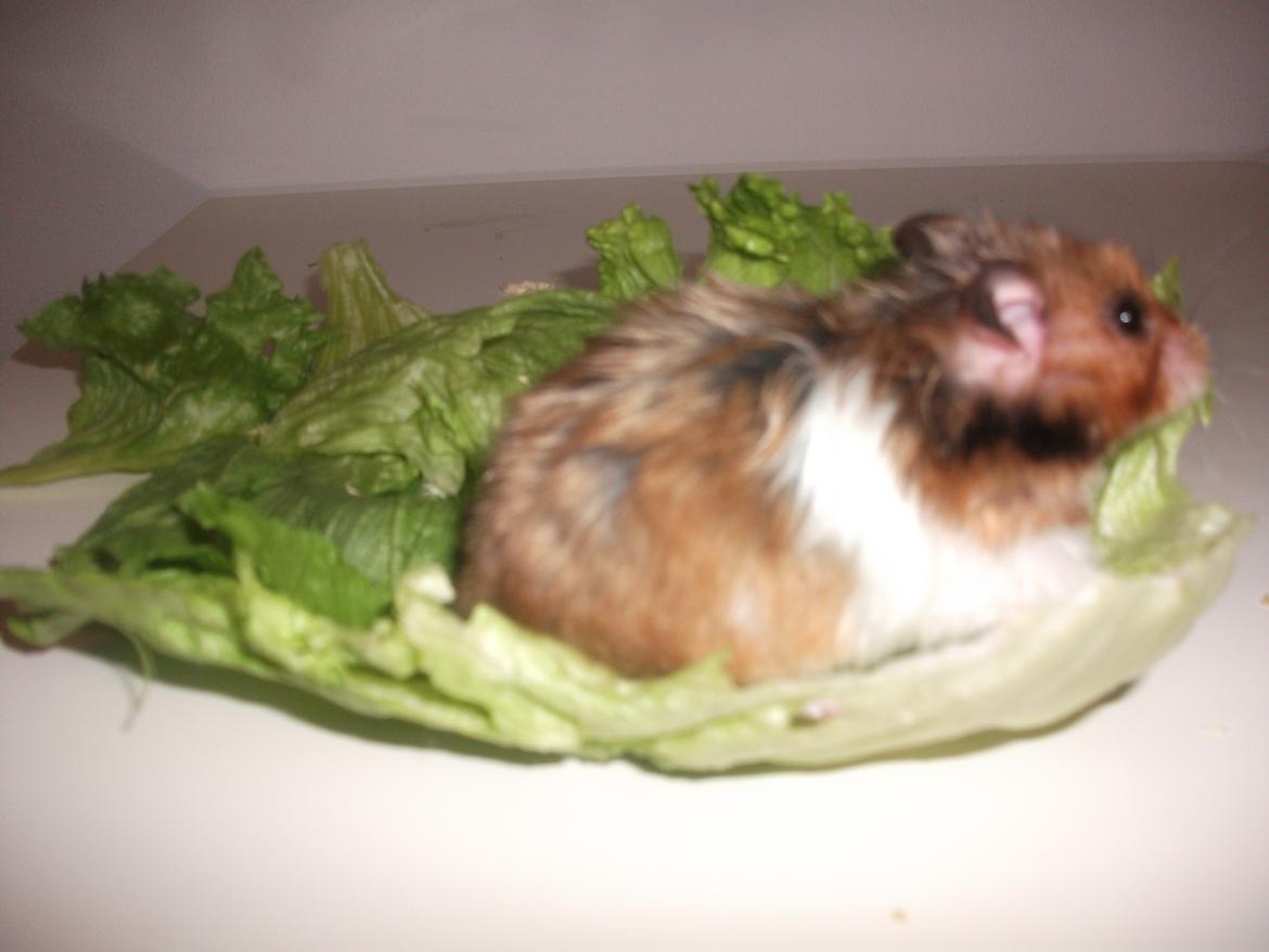 Hamster Kiwi - SALAT SALAT SLAAAT billede 10