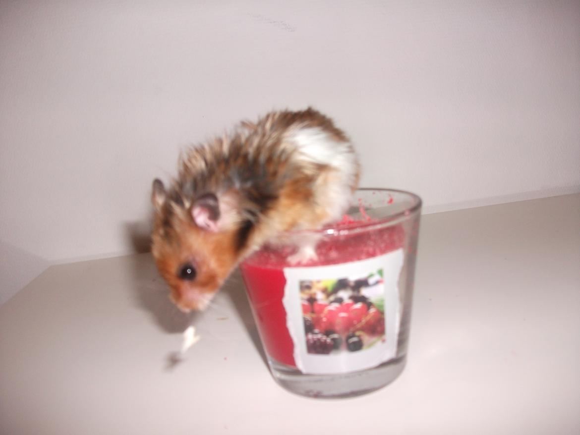 Hamster Kiwi - Jeg for kiwi fodspor i mit lys billede 11