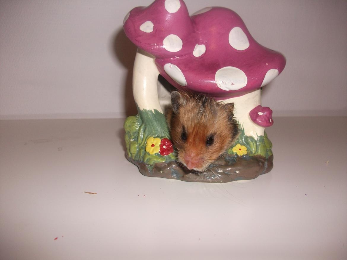 Hamster Kiwi - godnat siger kiwi billede 13