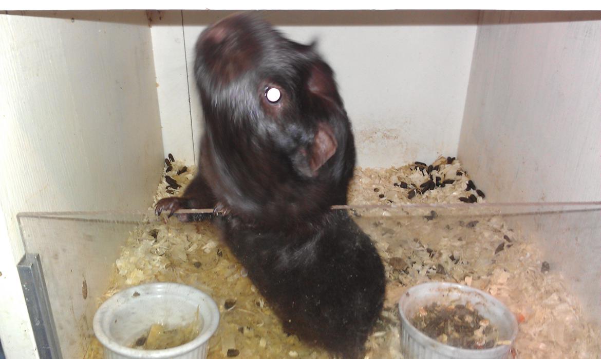 Marsvin chokolate billede 1