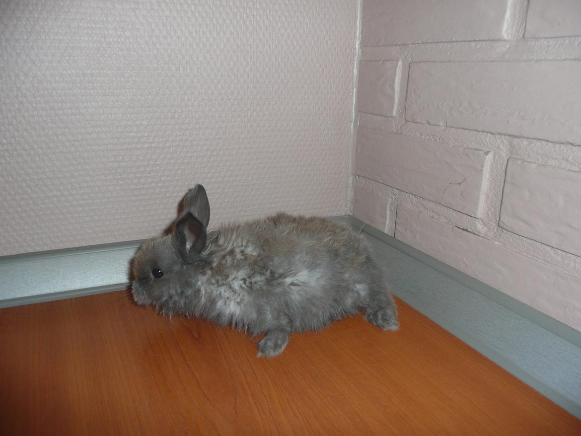 Kanin Bamse °Himmelgnaver° - Den er nuttet <3 billede 4