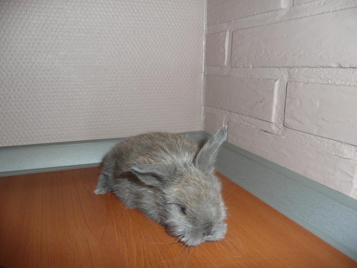 Kanin Bamse °Himmelgnaver° - Bamse 4 uger <3 billede 3