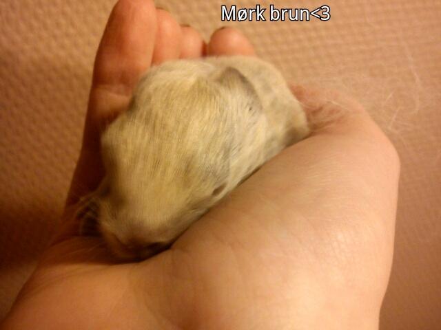 Kanin Bamse °Himmelgnaver° - Bamse 1 uge <3 billede 5