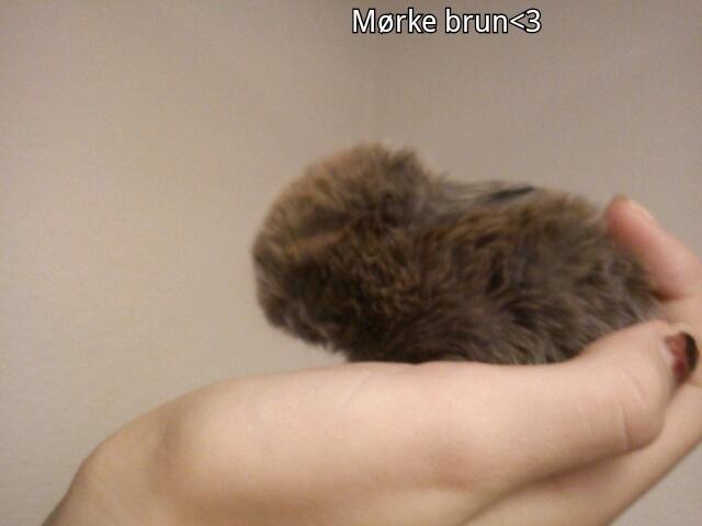 Kanin Bamse °Himmelgnaver° - Bamse 2 uger <3 billede 6