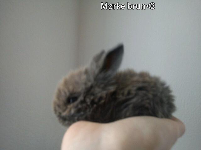 Kanin Bamse °Himmelgnaver° - Bamse 3 uger <3 billede 7