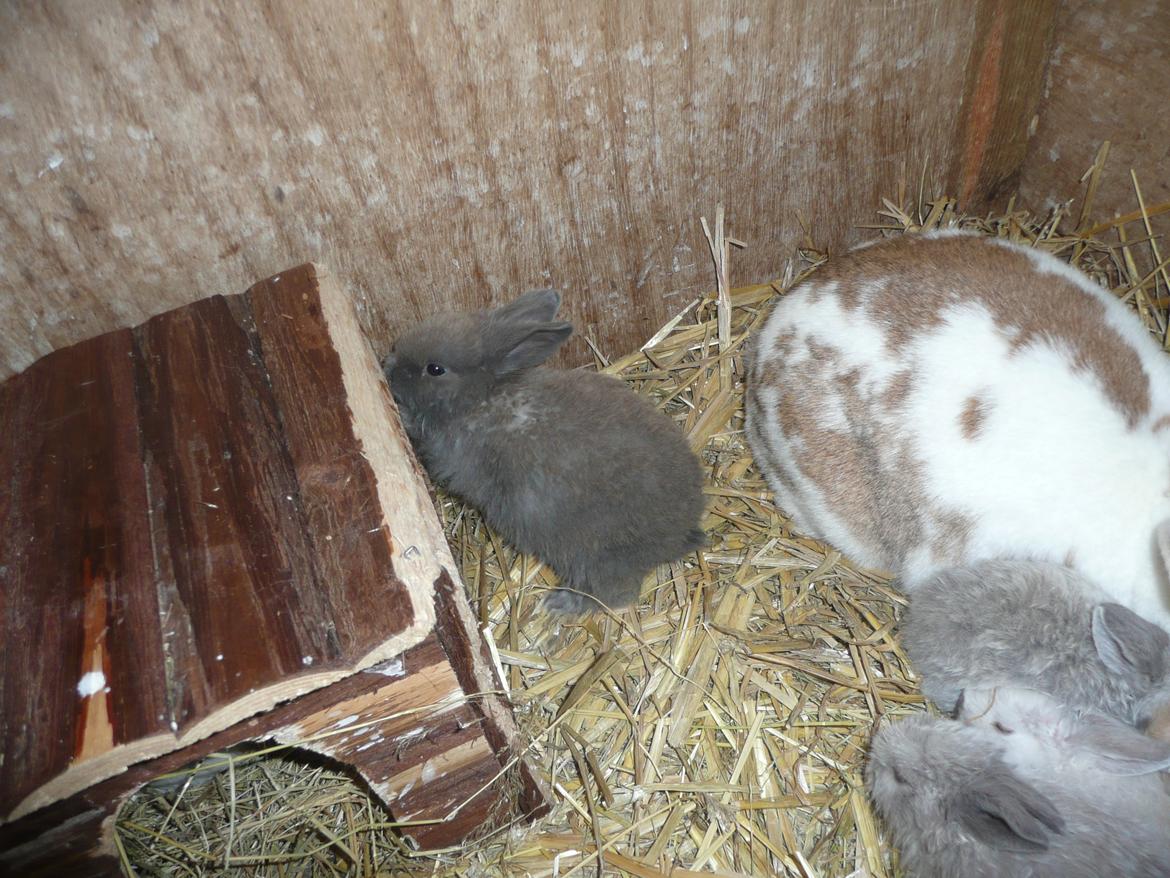 Kanin Bamse °Himmelgnaver° billede 11