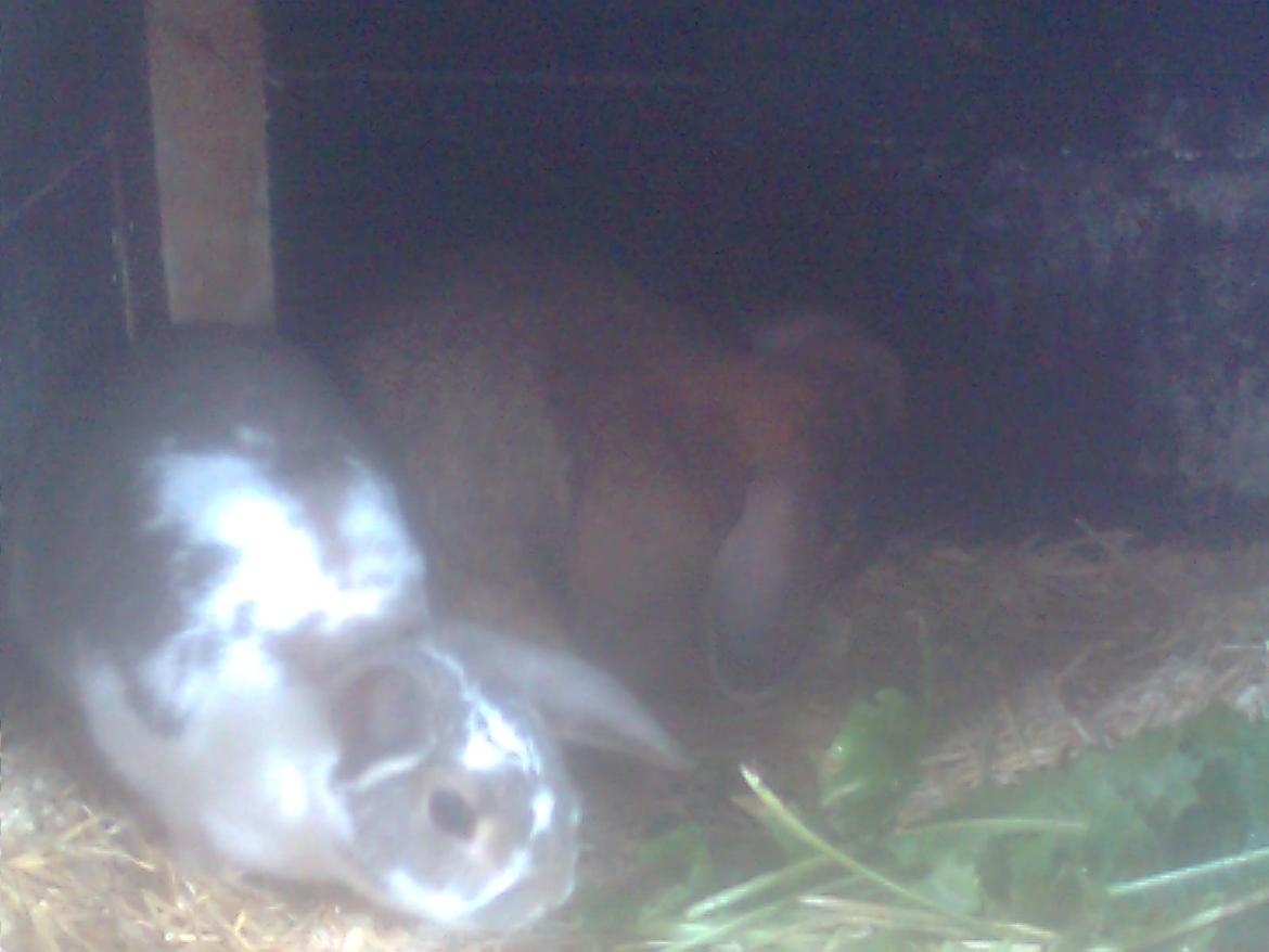 Kanin Flimmer billede 15