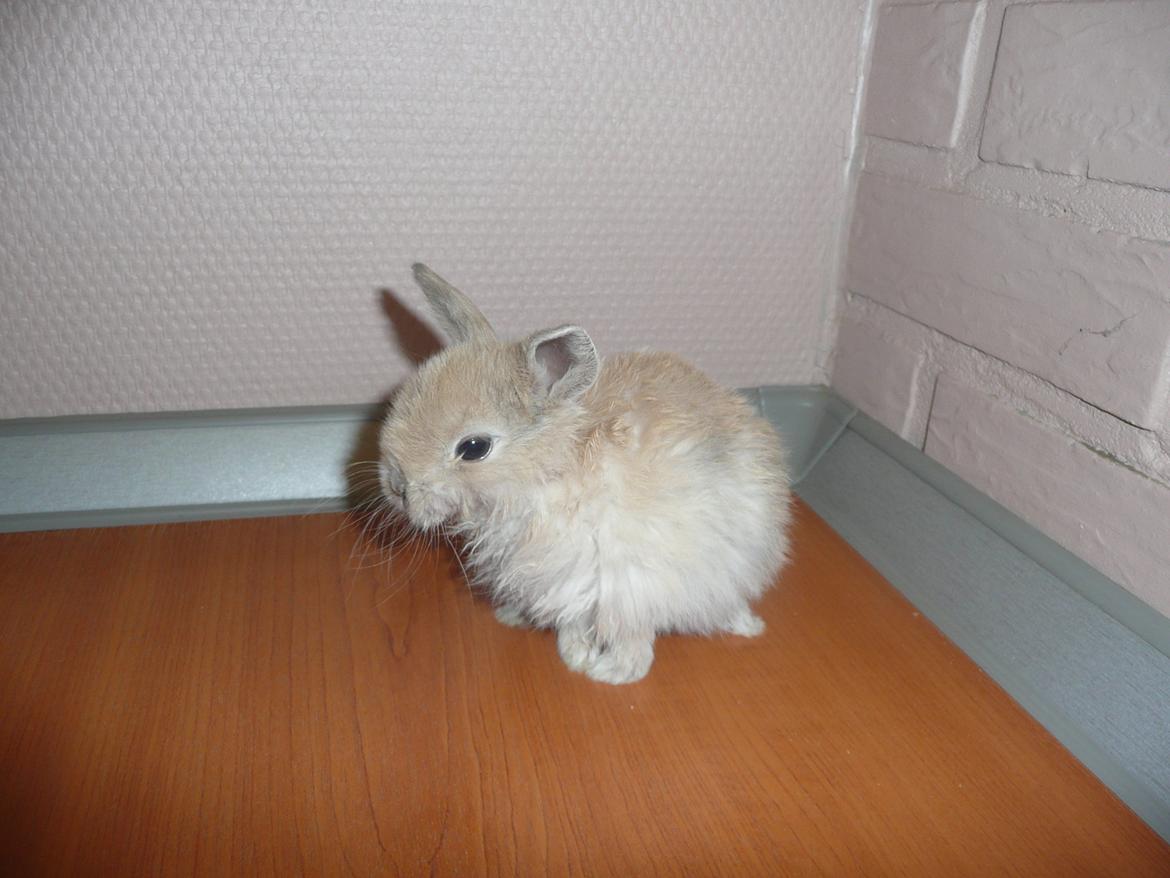 Kanin Toffy - Toffy 4 uger <3 billede 1