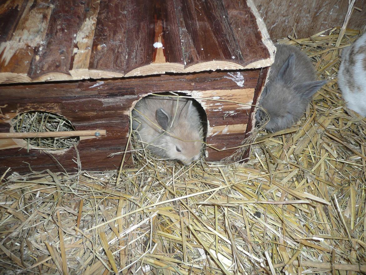 Kanin Toffy - Toffy sider i døren <3 billede 2