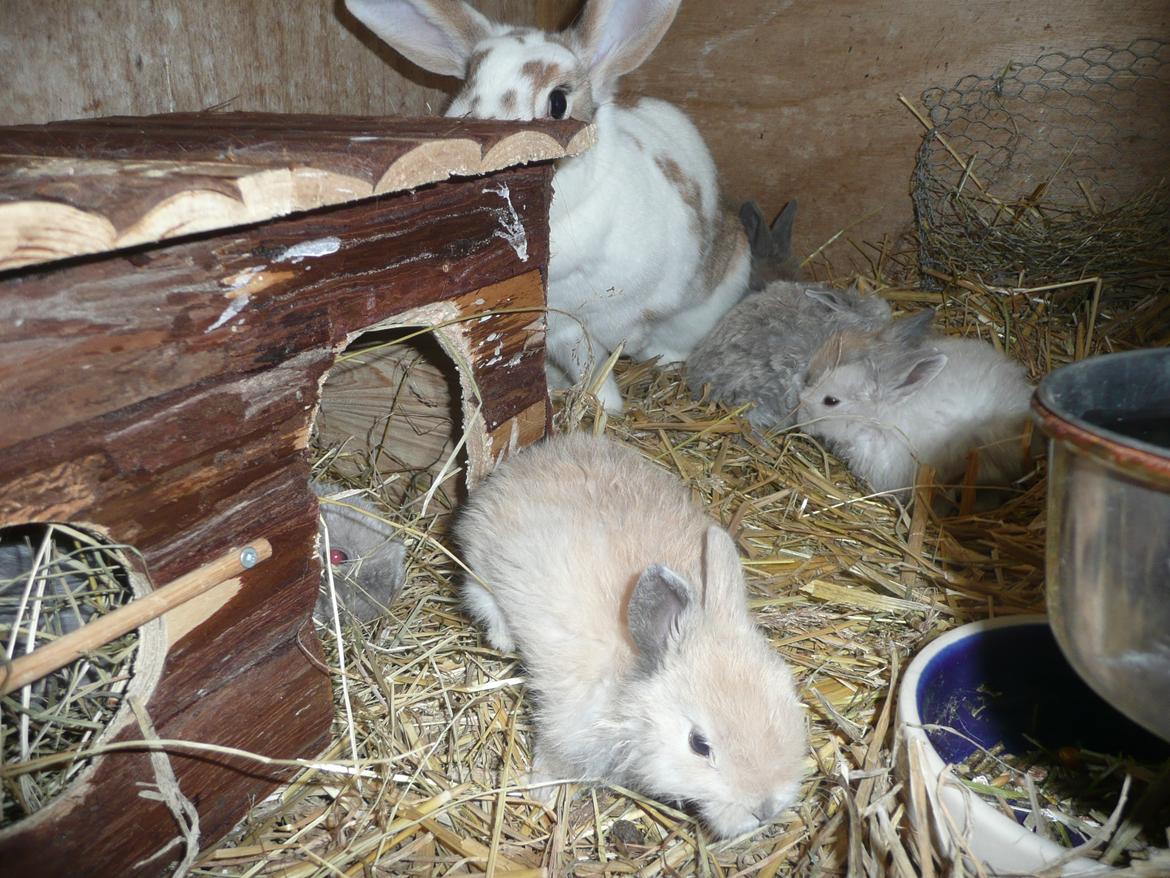 Kanin Toffy - Toffy forest i billedet <3 billede 3