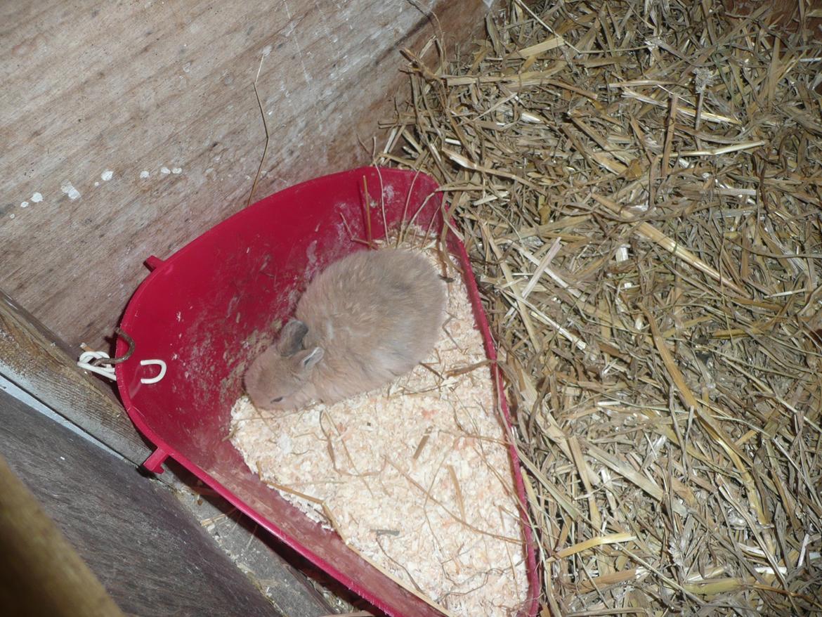 Kanin Toffy - Toffy er på potten <3 billede 4