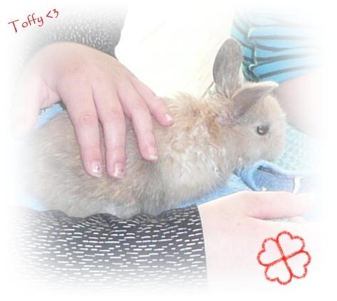 Kanin Toffy - Toffy <3 billede 5