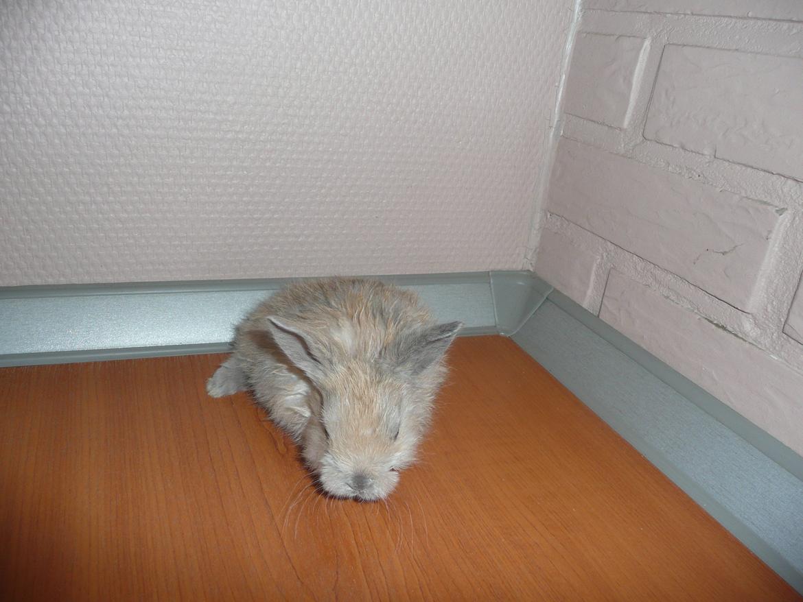 Kanin Nuga - Nuga 4 uger <3 billede 1