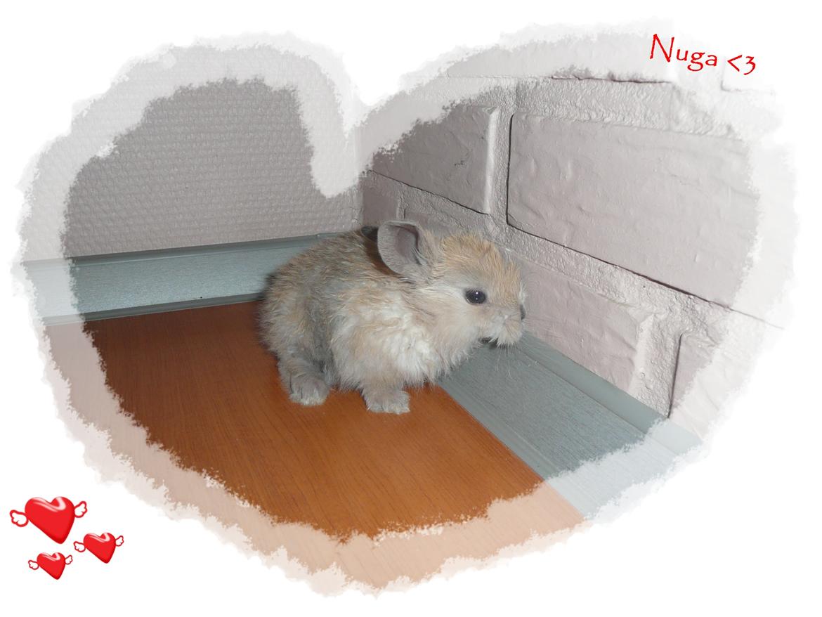 Kanin Nuga - Nuga <3 billede 2