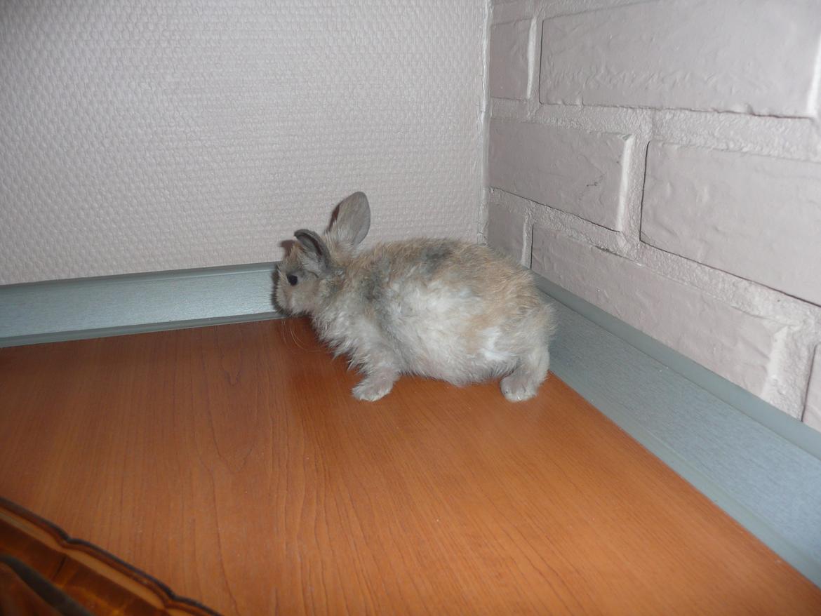 Kanin Nuga - Nuga ville undersøge alt <3 billede 4